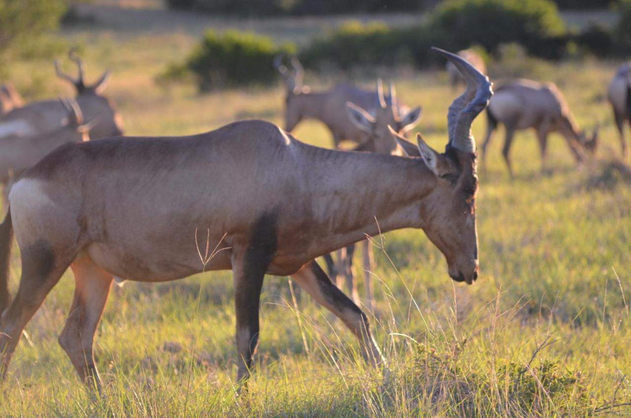 Lalibela Game Reserve Lentaba Safari Lodge Paterson Dış mekan fotoğraf