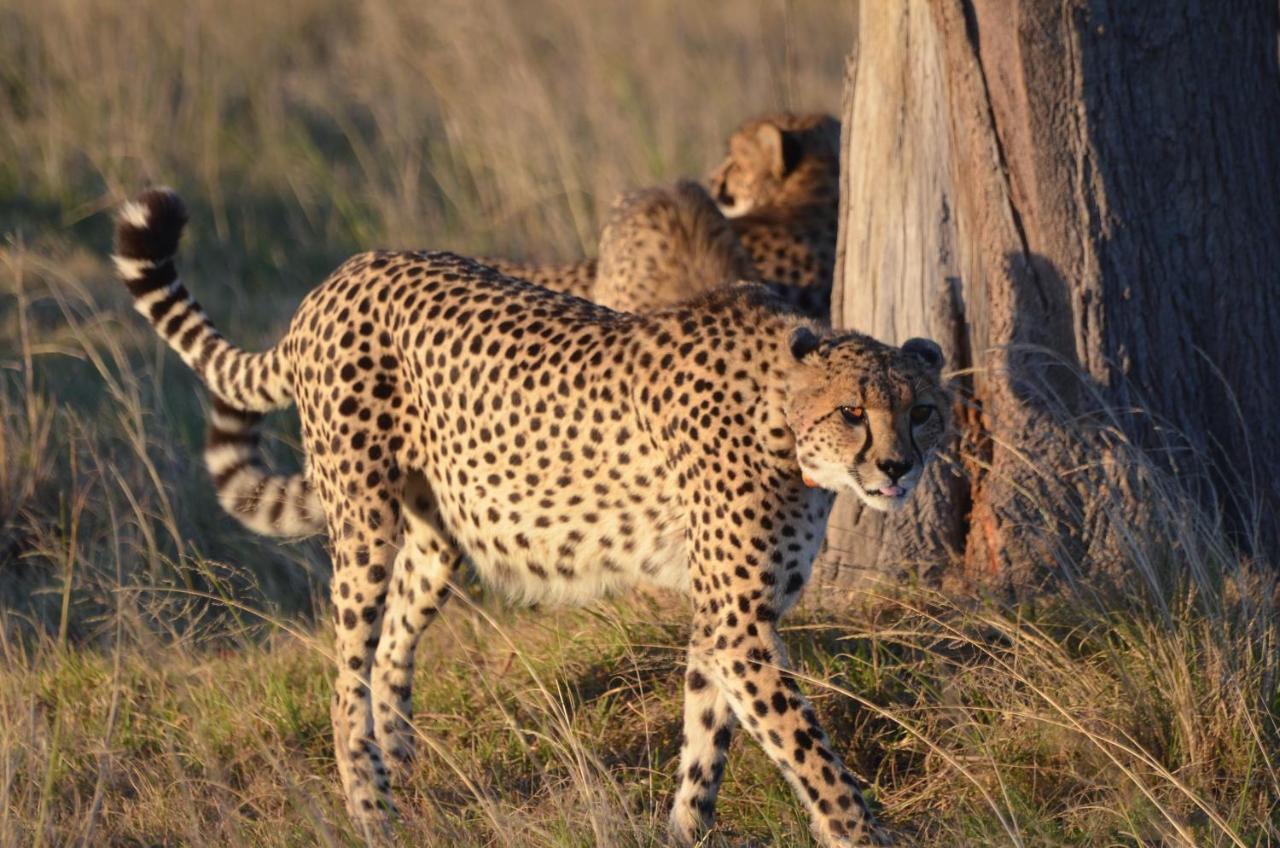 Lalibela Game Reserve Lentaba Safari Lodge Paterson Dış mekan fotoğraf